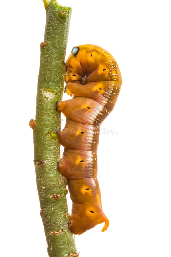 Larva isolata della farfalla sull'albero fotografia stock Larva isolata della farfalla sull'albero fotografia stock