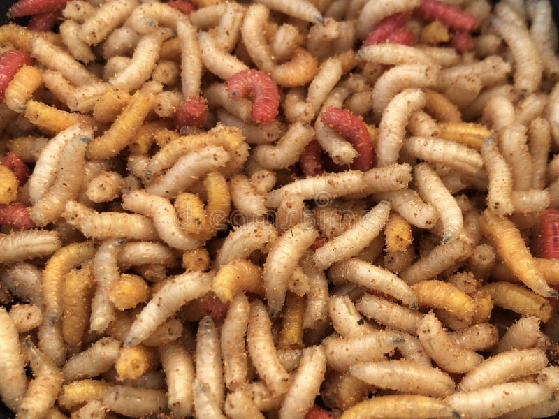 download live bloodworms for sale download live bloodworms for sale