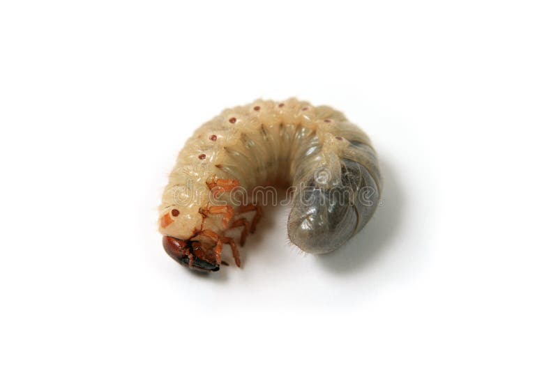 Larva of a may-bug on a white background