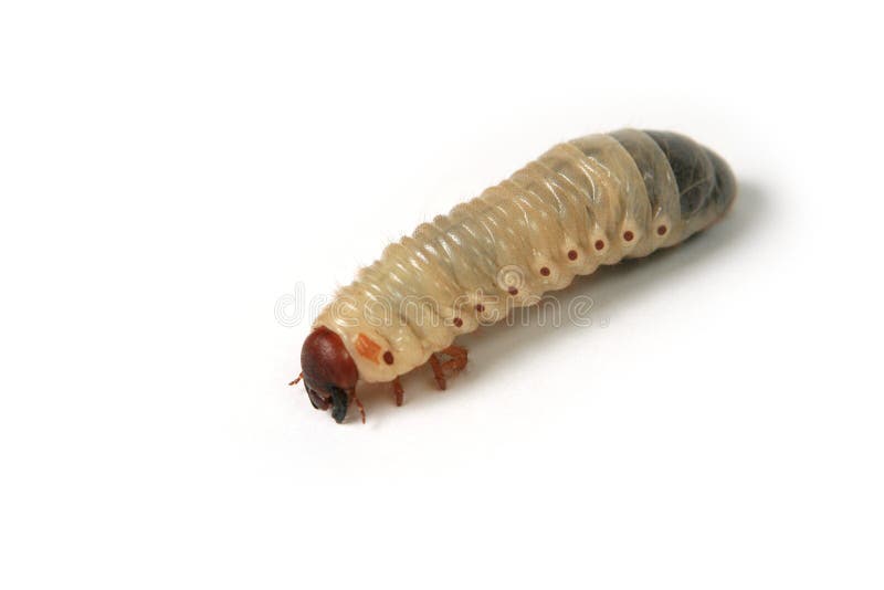 Larva of a may-bug on a white background