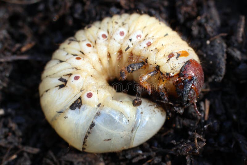 Big larva of may-bug in dung