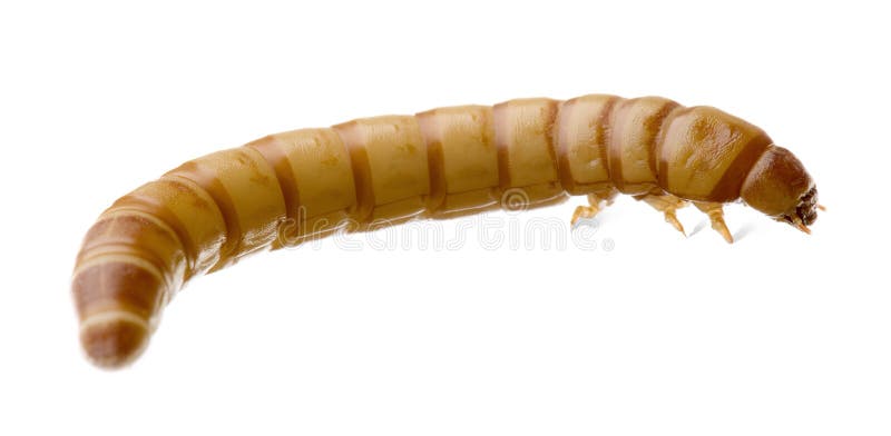 Larva of Mealworm - Tenebrio molitor in front of a white background