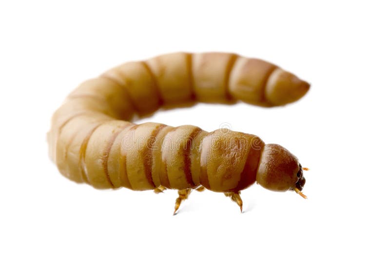 Larva of Mealworm - Tenebrio molitor in front of a white background