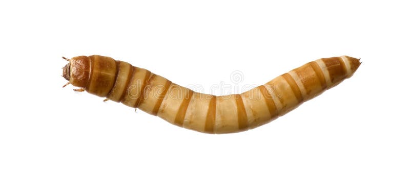 Larva of Mealworm - Tenebrio molitor in front of a white background