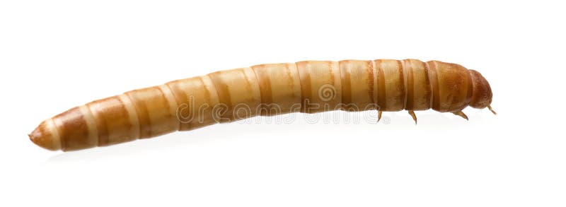 Larva of Mealworm - Tenebrio molitor in front of a white background