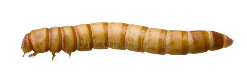 Larva of Mealworm - Tenebrio molitor in front of a white background