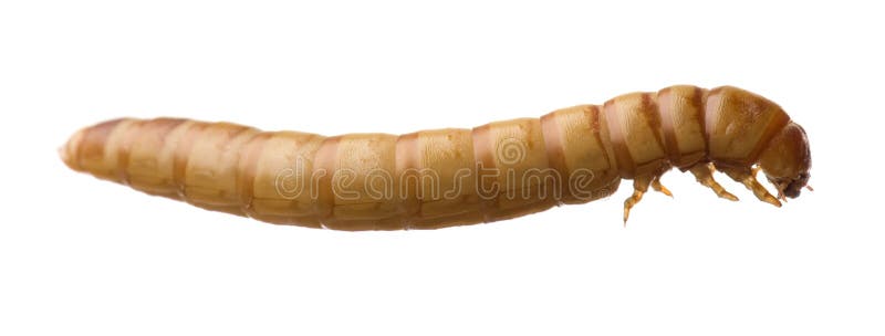 Larva of Mealworm - Tenebrio molitor in front of a white background