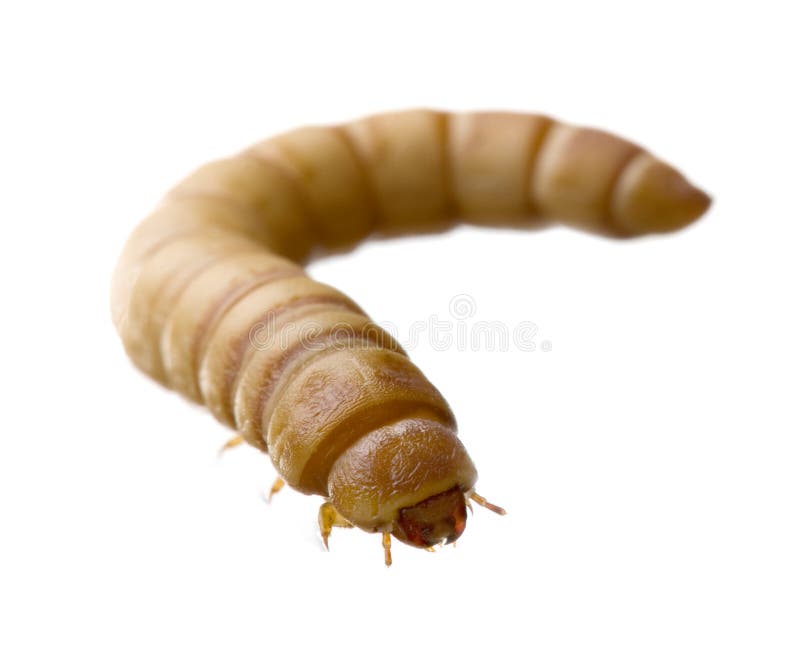 Larva of Mealworm - Tenebrio molitor in front of a white background