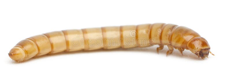 Larva of Mealworm, Tenebrio molitor, in front of white background
