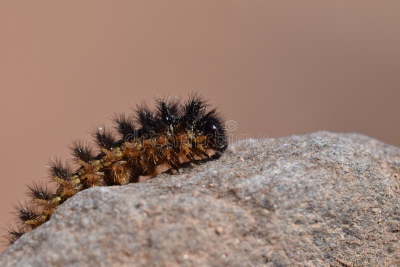 The larva of Melitaea arduinna