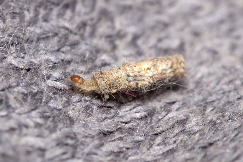 Larva of Tinea Pelionella Moth Dragging Her Snug Case on a Fabric Cloth ...