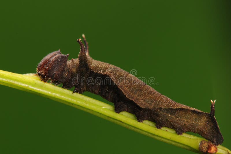 Larva on twig, having rest, black. Larva on twig, having rest, black