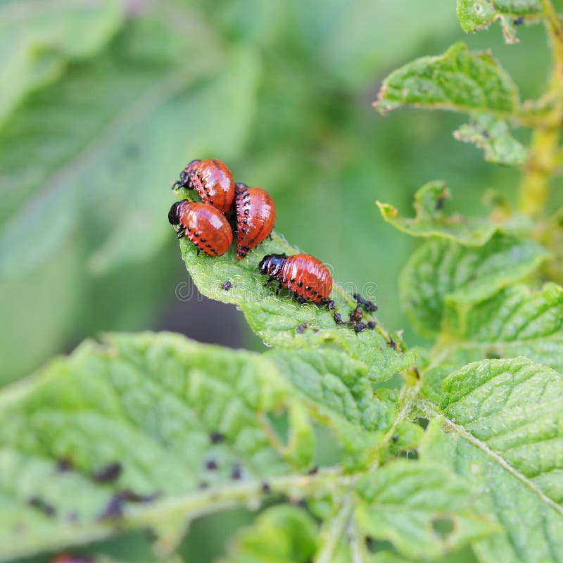 Larvae of the Colorado Potato Beetle Eat a Potato Leaf. Closeup Stock