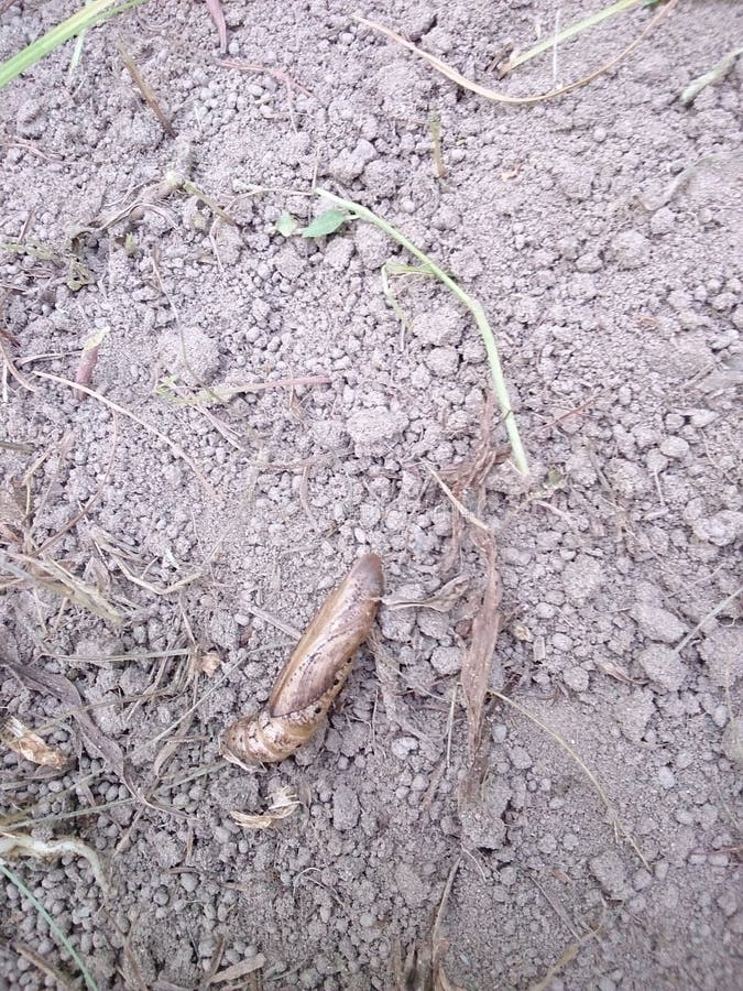 Larvae of insect stock photo. Image of effects, poison 43469736