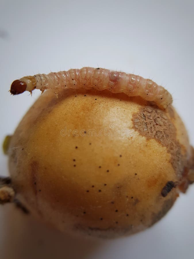 The larvae of red fruit borer