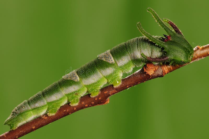 Larva of Polyura eudamippus /male on twig/rest. Larva of Polyura eudamippus /male on twig/rest