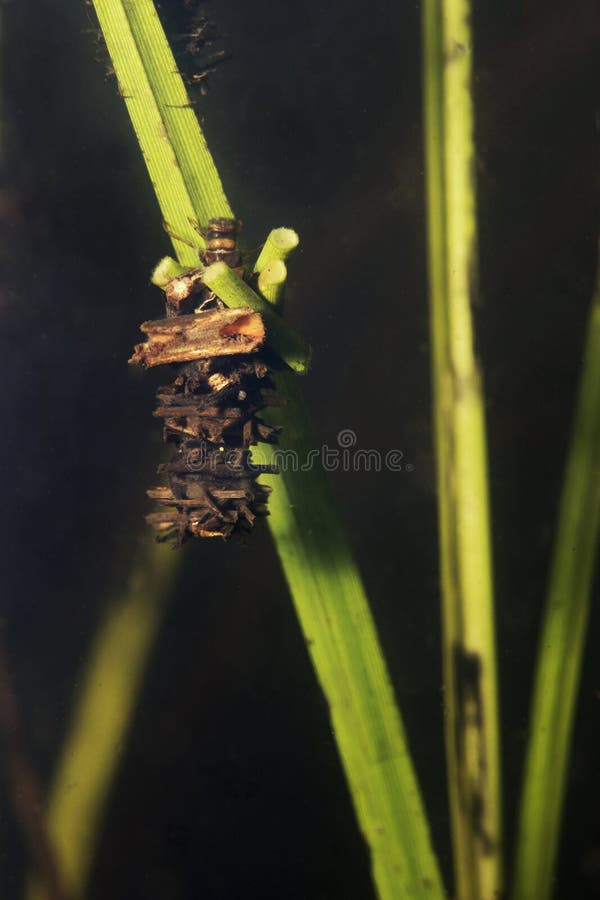 Larve di Caddisflie sotto l'acqua nella casa sviluppata Trichoptera fotografia stock Larve di Caddisflie sotto l'acqua nella casa sviluppata Trichoptera fotografia stock