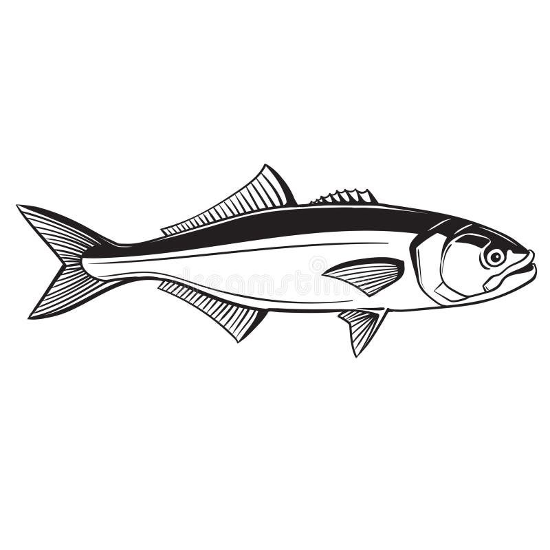 Bluefish : 3 348 images, photos de stock, objets 3D et images vectorielles