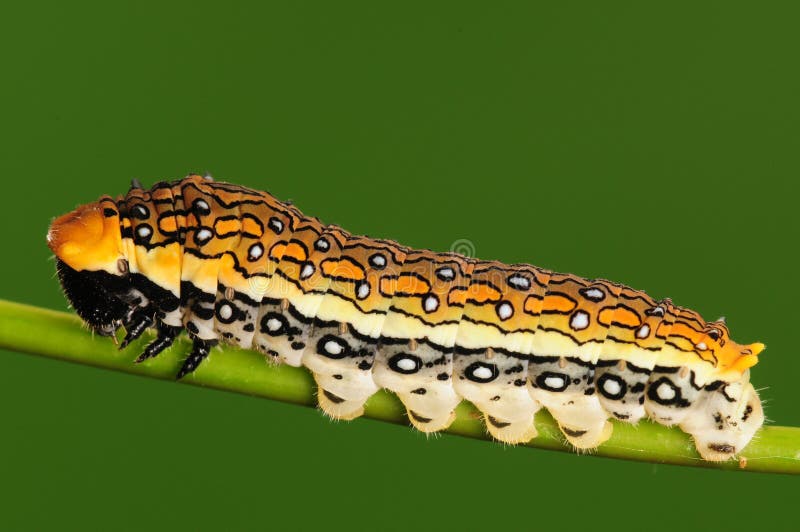 Larva on twig, having rest, black and yellow. Larva on twig, having rest, black and yellow