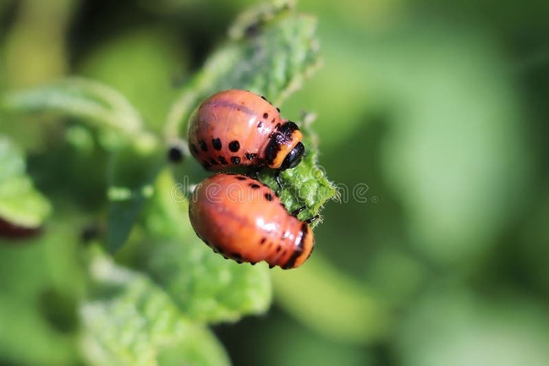 Larwa Kolorado ściga je zielonych liście grule Makro- strzał zaraza na koralina krzakach Pasiasty insekt de zdjęcie stock Larwa Kolorado ściga je zielonych liście grule Makro- strzał zaraza na koralina krzakach Pasiasty insekt de zdjęcie stock