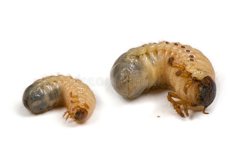 Larwa nosorożec i może ścigi zdjęcia royalty free Larwa nosorożec i może ścigi zdjęcia royalty free