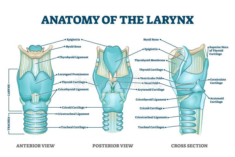 Throat diagram front view