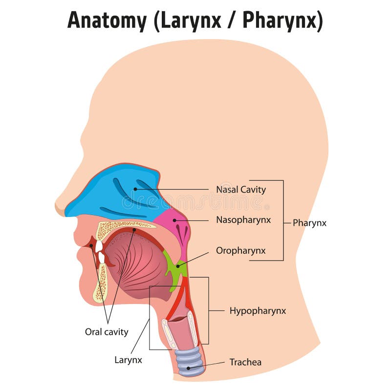 Larynx and internal pharynx anatomy human head, Legend