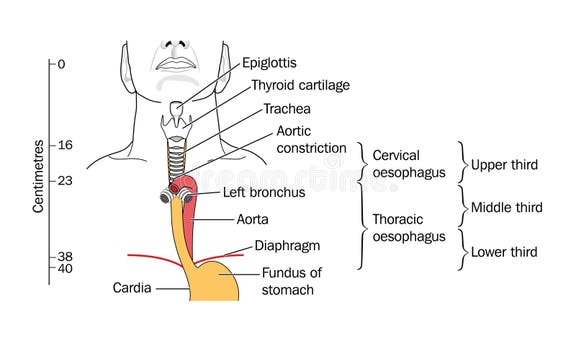 Trachea Drawing Stock Illustrations 1 956 Trachea Drawing Stock