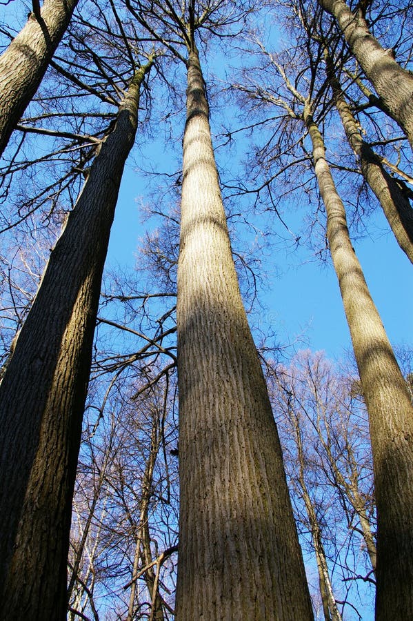 High trees on a background of the sky. High trees on a background of the sky