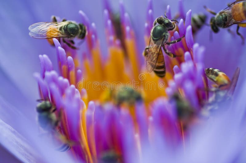 This picture is the bees in violet lotus. This picture is the bees in violet lotus