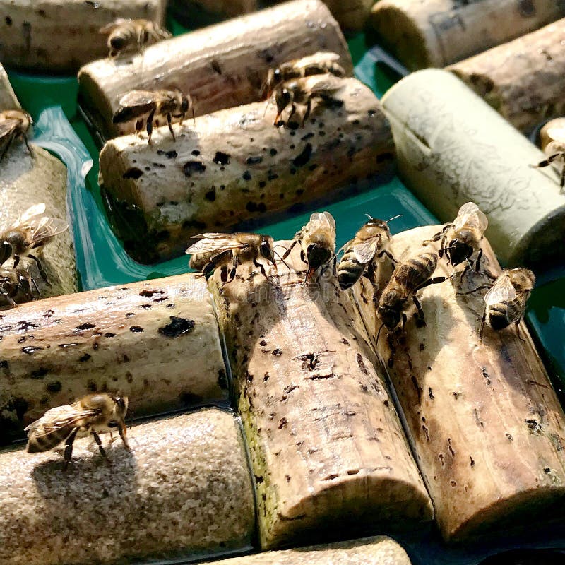 Las abejas nacionales coas alas volaron al lugar de riego fotos de archivo Las abejas nacionales coas alas volaron al lugar de riego fotos de archivo