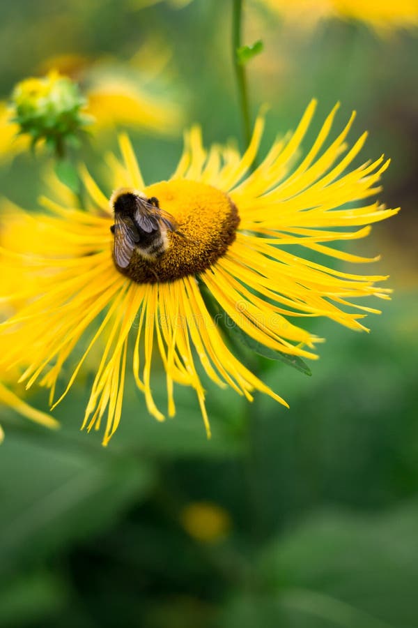 las abejas recogen el néctar en la flor amarilla grande, la vida del insecto en el verano fotos de archivo las abejas recogen el néctar en la flor amarilla grande, la vida del insecto en el verano fotos de archivo