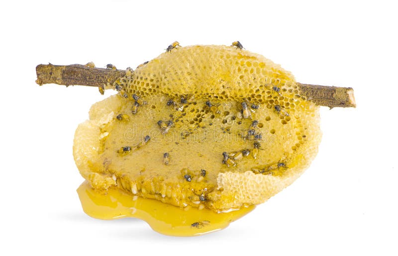 Las abejas trabajan en el peine de miel y en el isoaltado fotos de archivo Las abejas trabajan en el peine de miel y en el isoaltado fotos de archivo