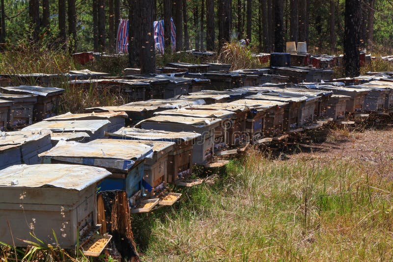 Las abejas vuelven a las colmenas durante la porción de la cosecha de abejas vuelan cerca de varias colmenas foto de archivo libre de regalías Las abejas vuelven a las colmenas durante la porción de la cosecha de abejas vuelan cerca de varias colmenas foto de archivo libre de regalías