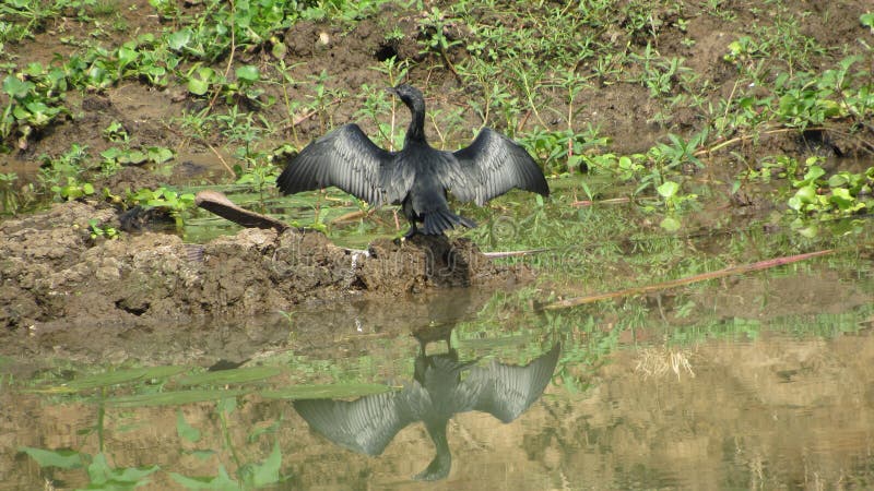 las alas de sequía del pájaro del buceador estiraron en la reflexión del sol en el agua imagen de archivo las alas de sequía del pájaro del buceador estiraron en la reflexión del sol en el agua imagen de archivo