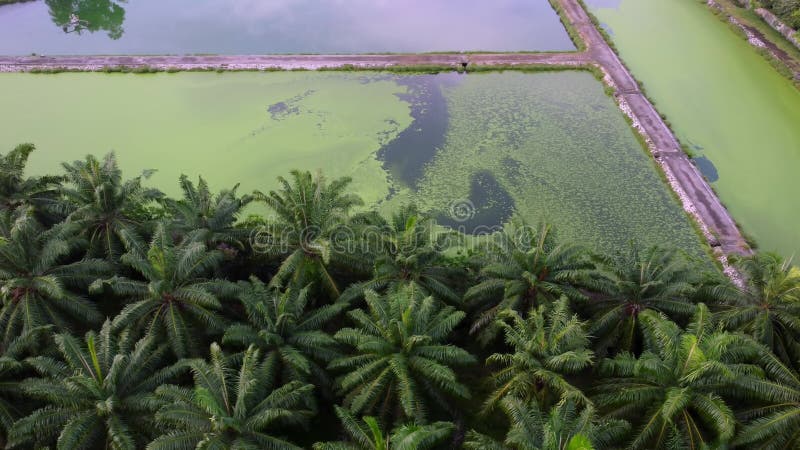 Las algas crecen en la superficie del tratamiento del agua metrajes