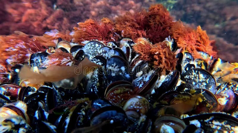 Las algas rojas crecen sobre los mejillones y se deslizan en el agua al fondo del Mar Negro metrajes