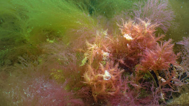 Las algas rojas y verdes crecen sobre las rocas en el fondo del mar negro metrajes