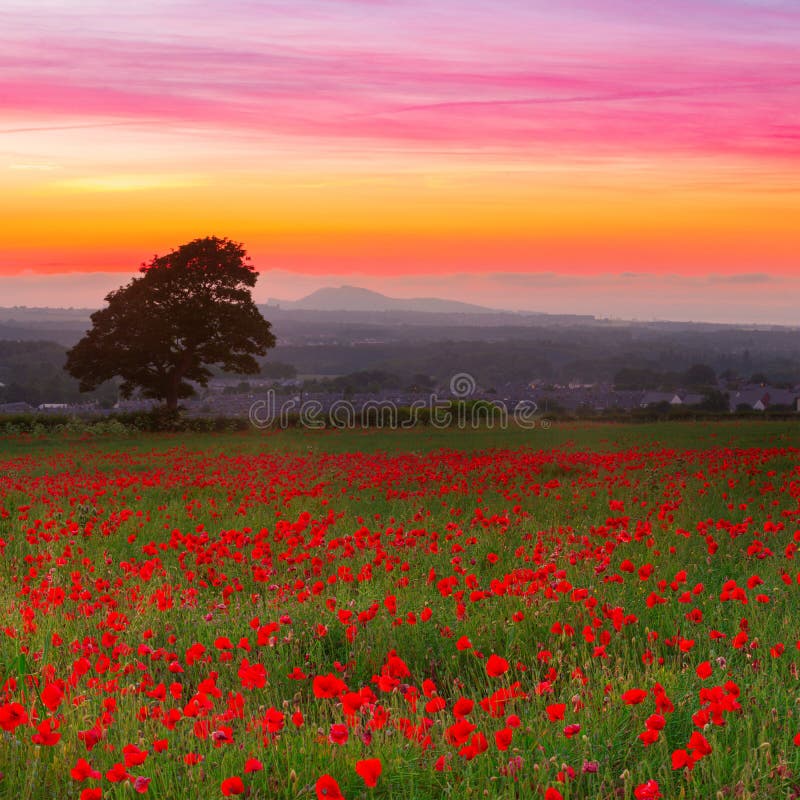 Las amapolas rojas hermosas colocan paisaje con el cielo colorido de la puesta del sol imagen de archivo libre de regalías Las amapolas rojas hermosas colocan paisaje con el cielo colorido de la puesta del sol imagen de archivo libre de regalías