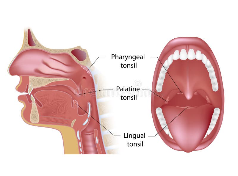 Tonsils in open mouth view and midsagittal view, eps10. Tonsils in open mouth view and midsagittal view, eps10