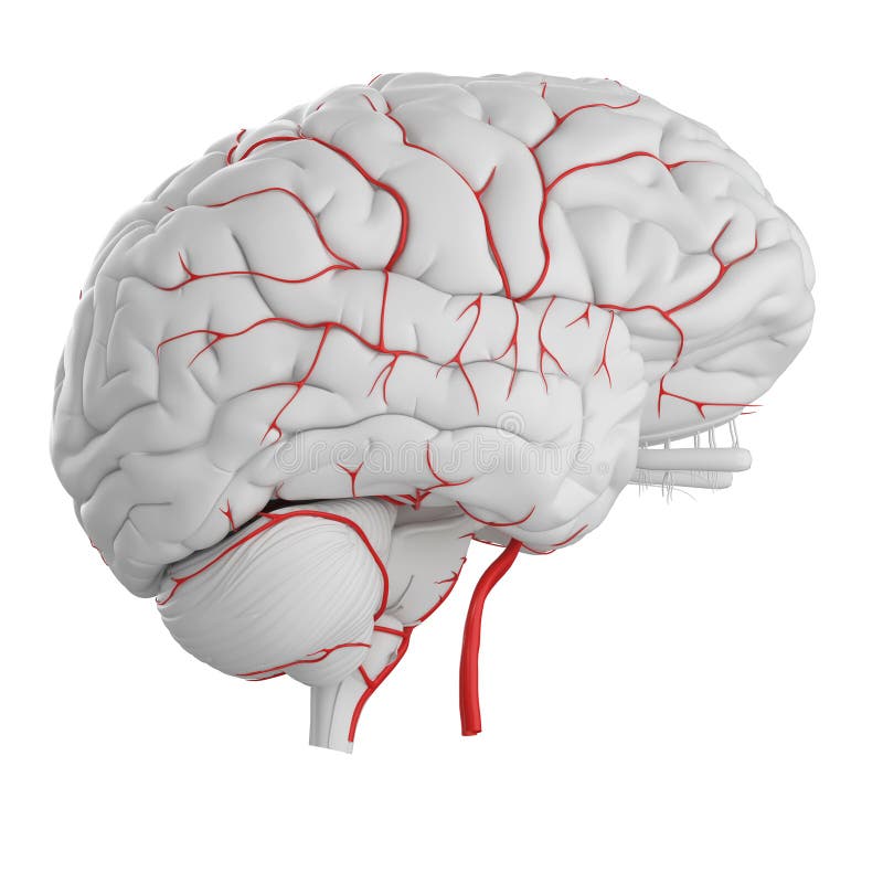 3d rendered medically accurate illustration of the brain arteries. 3d rendered medically accurate illustration of the brain arteries