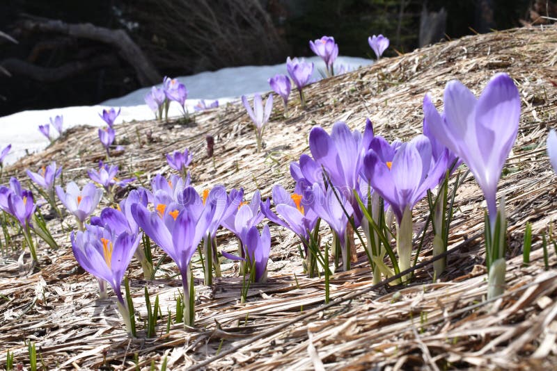 Las azafranes que suben en la primavera imagen de archivo Las azafranes que suben en la primavera imagen de archivo