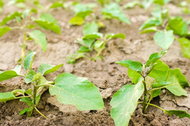 Las berenjenas jovenes crecen en el campo filas vegetales Agricultura, verduras, productos agrícolas orgánicos, agroindustria Tie imágenes de archivo libres de regalías Las berenjenas jovenes crecen en el campo filas vegetales Agricultura, verduras, productos agrícolas orgánicos, agroindustria Tie imágenes de archivo libres de regalías