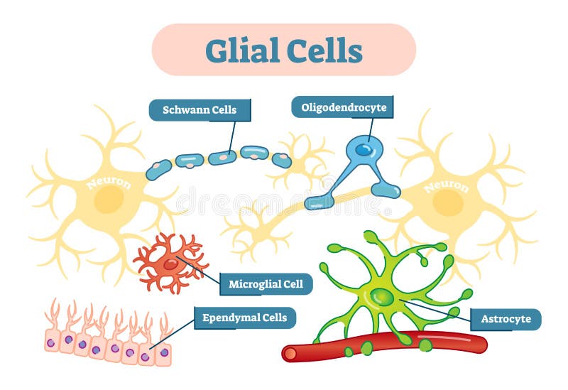 Las células del sistema nervioso Glial vector el diagrama esquemático del ejemplo