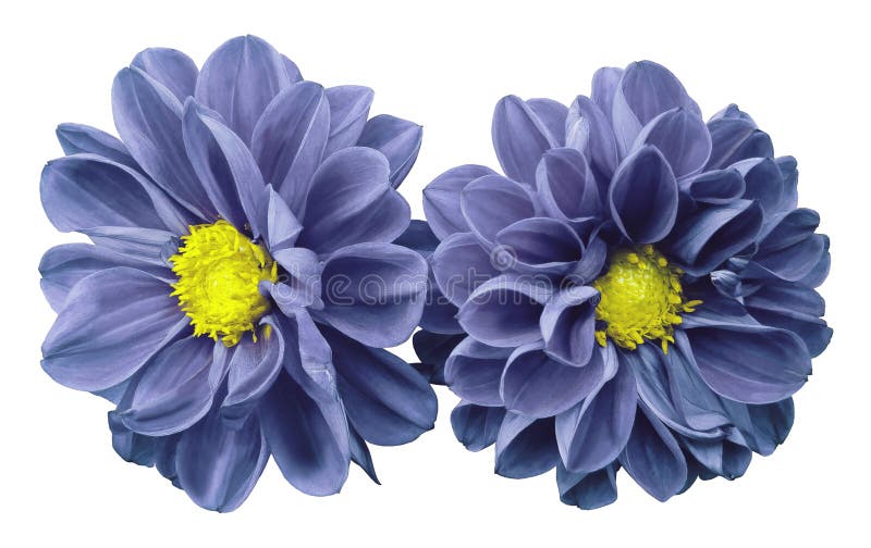 Blue-violet flowers dahlias on white isolated background with clipping path. No shadows. Closeup. Nature. Blue-violet flowers dahlias on white isolated background with clipping path. No shadows. Closeup. Nature.