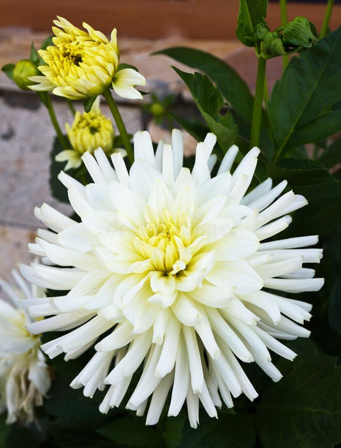 Las dalias blancas crecen foto de archivo. Imagen de varietal - 61943326