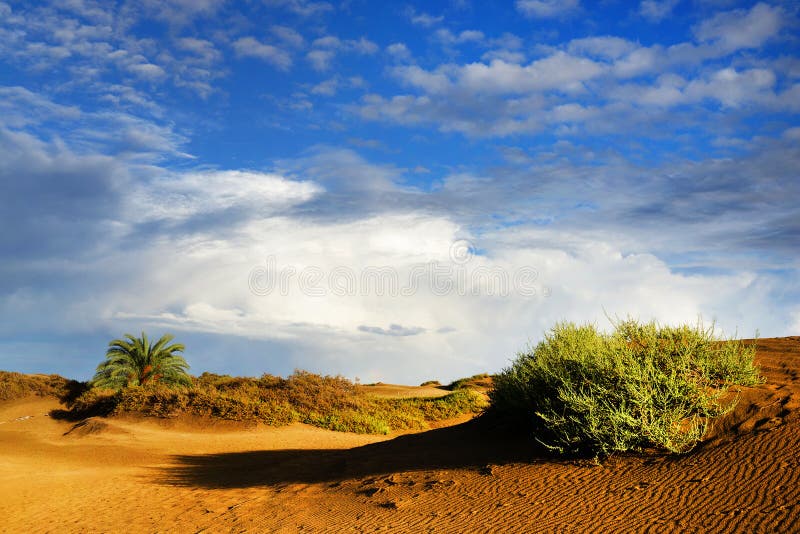 Las Dunas des Maspalomas