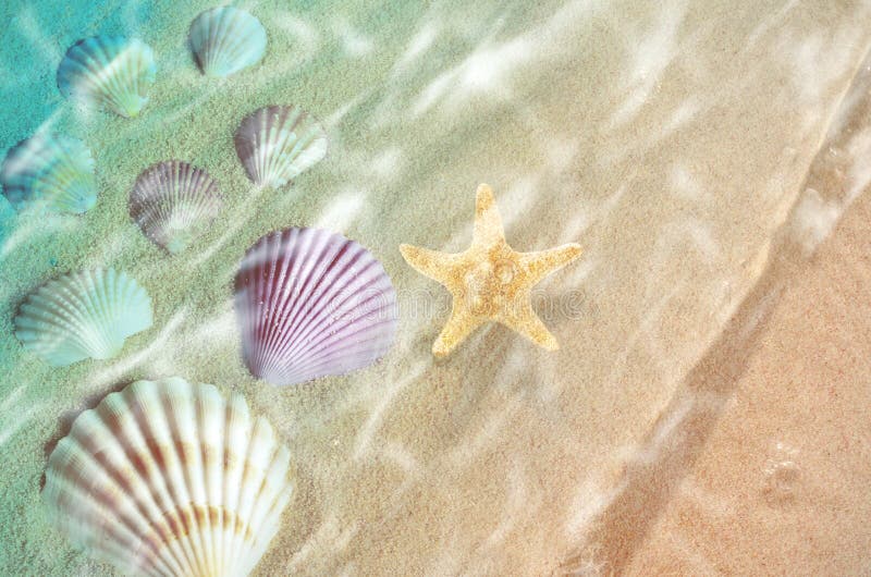 Las estrellas de mar y la concha marina en el verano varan en agua de mar foto de archivo Las estrellas de mar y la concha marina en el verano varan en agua de mar foto de archivo