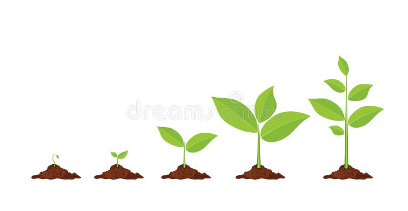 Las fases plantan el crecimiento ilustración del vector Las fases plantan el crecimiento ilustración del vector