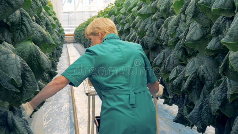 Las filas de pepinos están consiguiendo comprobaron por un trabajador del invernadero Concepto moderno de la agricultura